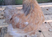 Young Pekin Bantam Pair