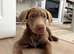 Silver Labrador Puppy