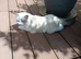 Bi colour Ragdoll female.