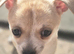 Beautiful Chihuahua