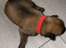 Belgian shepherd puppies