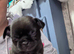 Pug cross