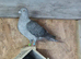 Opal spread racing pigeons