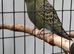 Black face baby budgie