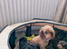 Toy poodle puppy last  girl KC reg Fully Vac 16 wks old