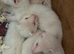 Albino ferret babies