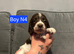 Gorgeous English Springer Spaniel Puppies 2x boys left