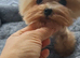 Beautiful tiny Maltipoo boy