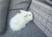 Male lion lop