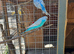 Budgie and cockatiel wanted