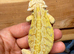 STUNNING Super Citrus USA Bloodline (YELLOW!)