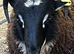 Premium Pedigree Shetland Ram Lambs