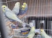 This years baby budgies