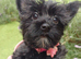 LAST GIRL! Mini Black Yorkshire Terrier