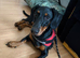 Selling young wiener dog named Nancy