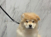 Chunky Chow Chow Pups Home Raised, Ready Soon