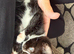 Black & White Female Kitten