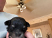 Last 4 boys left born 10th June REDUCED