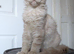 Maine coon boys and girl, Tica registered