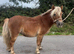 Chestnut Shetland mare