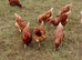 ISA Brown hens