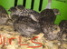 SEXED QUAILS/CHINESE PAINTED BUTTONS !