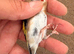 X2 bbc male goldfinches