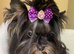 Colorful Yorkshire terrier