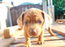 Miniature dachshund mixed with Patterdale