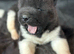Quality KC registered American Akita Puppies