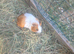 Sheltie male guinea pig