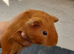 Baby guinea pigs ready now