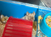 Fancy mouse needing a new home