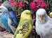 Baby Budgies