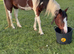 14hh 5 year old gelding ride and drive
