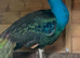 3x Male Peacocks available