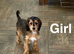 Bambi gorgeous litter of girls and boys