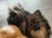 Beautiful KC Registered Pomeranian Puppies