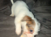 Jack Russel Terrier Pups