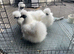 Silkie bantam show birds