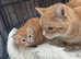 Pure Ginger SHORT Hair Mackerel (Tiger Coat Pattern) Tabby