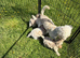 Toy Poochon Puppies (Poochon x Toy Poodle