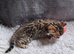 Brown spotted female Bengal kitten