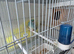 Breeding pair and spare cock off redrumps
