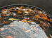 Koi for sale