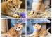 Golden British Shorthair kittens