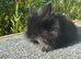 Double mane lionhead baby