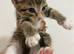Maincoon x tabby kittens