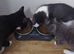 Beautyfurl kittens