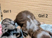 MINIATURE DACHSHUND QUALITY PUPPIES